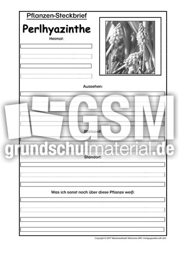 Pflanzensteckbrief-Perlhyazinthe-SW.pdf